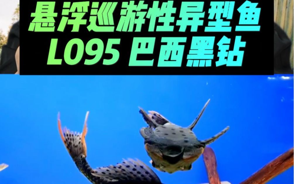 南美異型魚，南美異型魚是什么？