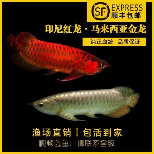 給我一些過背金龍體的圖片，如何鑒別真假過背金龍