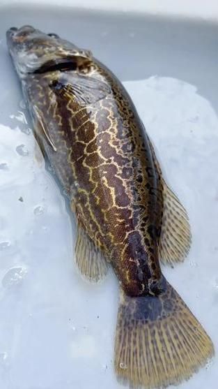 有哪些方法可以區分普通鱖魚和其他種類，如何區分普通鱖魚