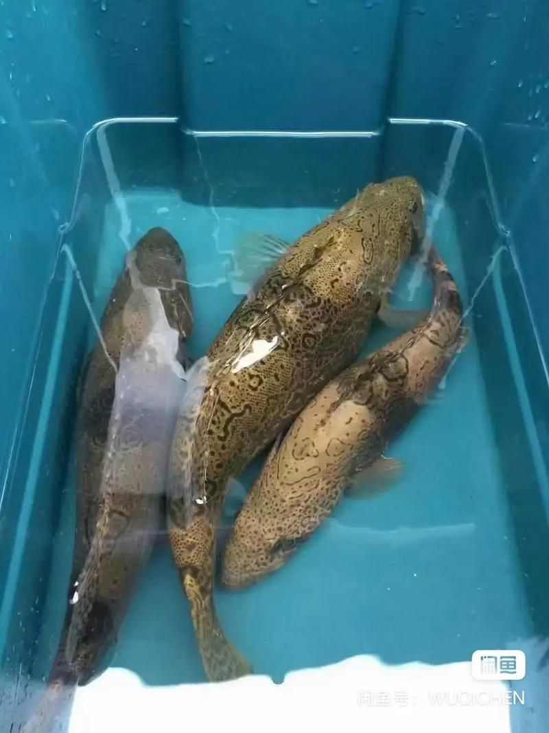 有哪些方法可以區分普通鱖魚和其他種類，如何區分普通鱖魚