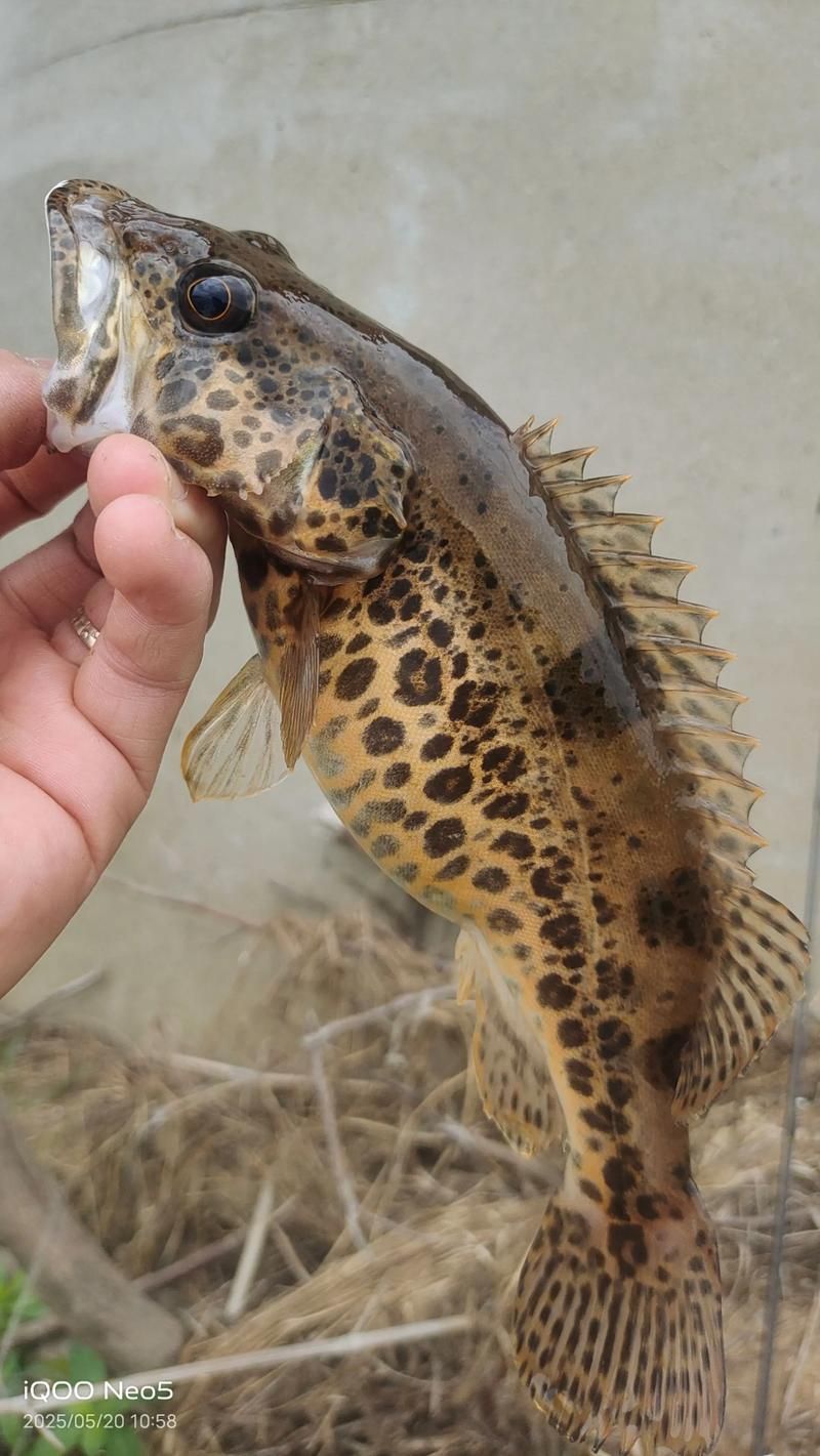 有哪些方法可以區分普通鱖魚和其他種類，如何區分普通鱖魚