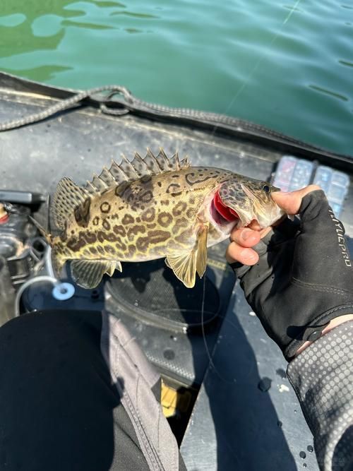 有哪些方法可以區分普通鱖魚和其他種類，如何區分普通鱖魚