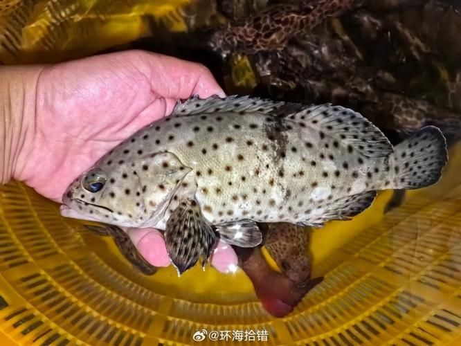 有哪些方法可以區分普通鱖魚和其他種類，如何區分普通鱖魚