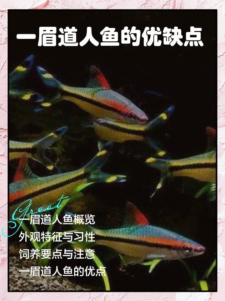 如何挑選健康的一眉道人魚？