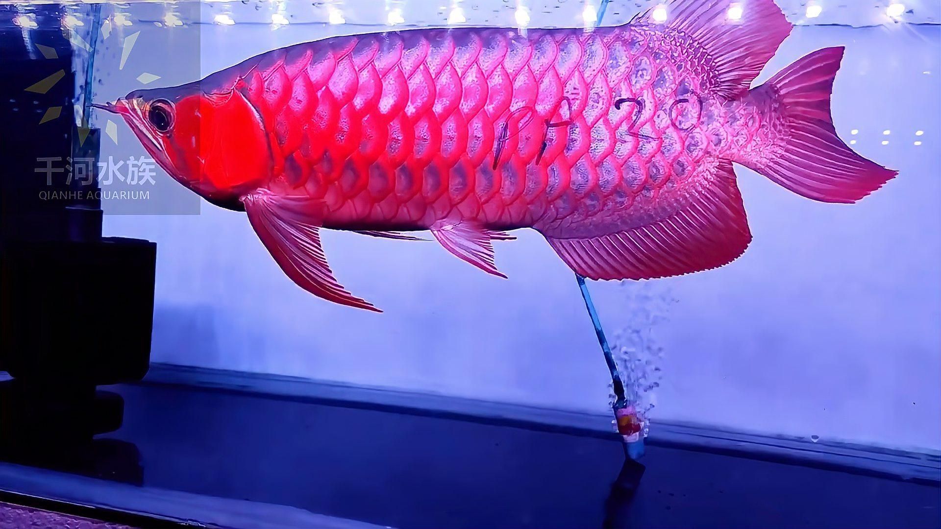 如何欣賞和鑒別龍魚的品種與品質？，如何挑選優質龍魚