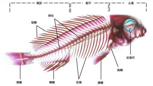 黃鰭鯧魚，探索黃鰭鯧的奇妙世界