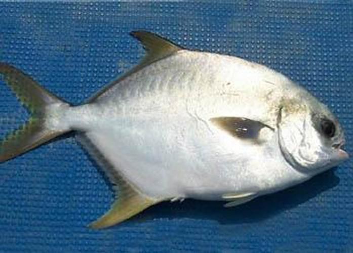 黃鰭鯧魚，探索黃鰭鯧的奇妙世界