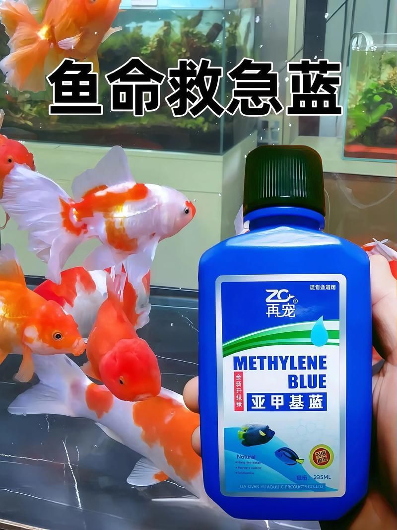 哪種治療方法對錦鯉最有效，關于錦鯉的治療