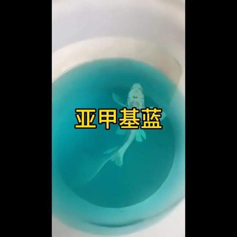 哪種治療方法對錦鯉最有效，關于錦鯉的治療