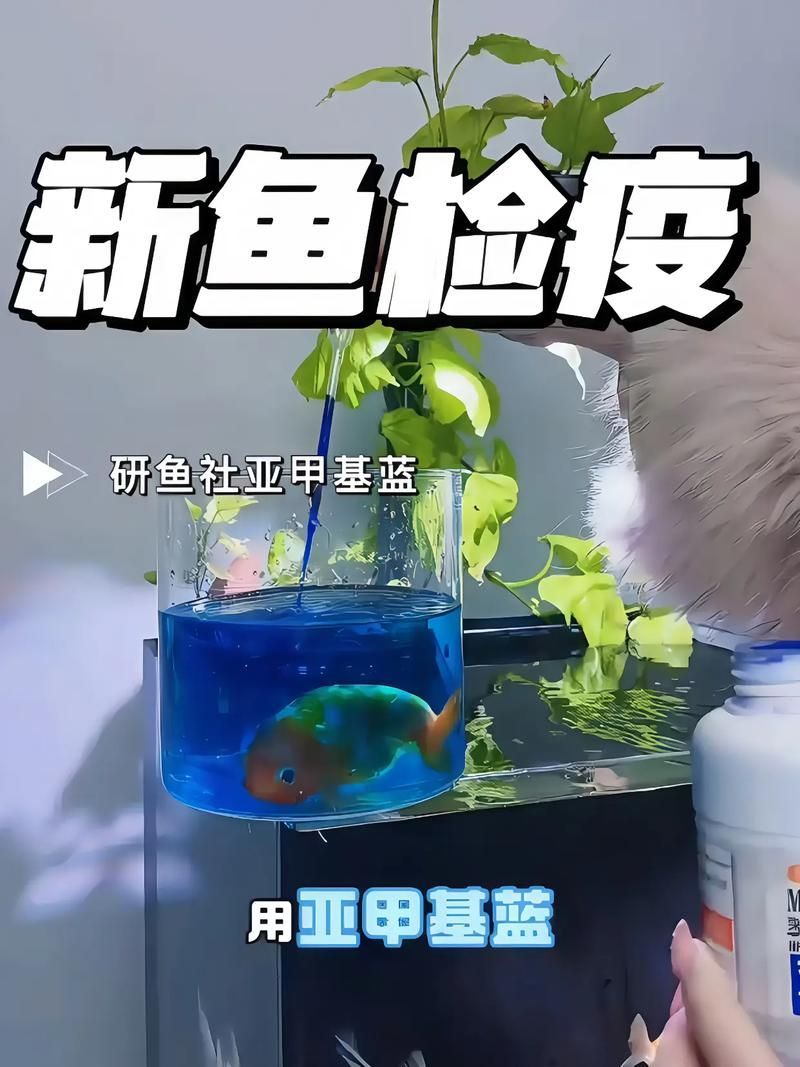 哪種治療方法對錦鯉最有效，關于錦鯉的治療
