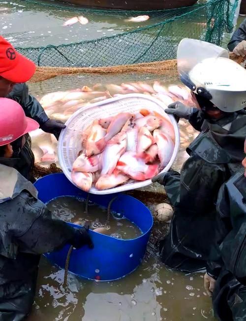 給我一些紅色魚類的養(yǎng)殖知識
