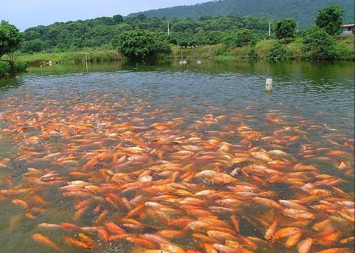 給我一些紅色魚類的養(yǎng)殖知識