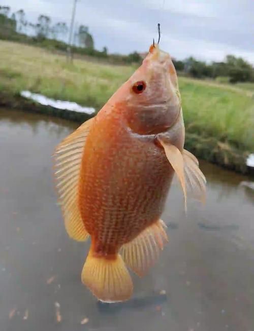 給我一些紅色魚類的養(yǎng)殖知識
