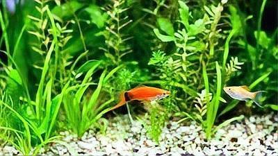 給我一些紅色魚類的養(yǎng)殖知識