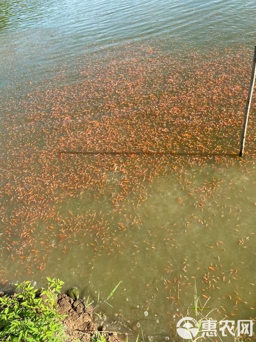 給我一些紅色魚類的養(yǎng)殖知識