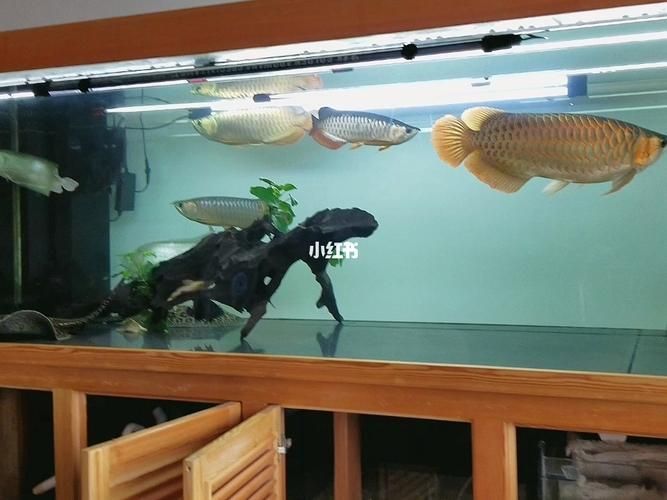 給我一些紅色魚類的養(yǎng)殖知識