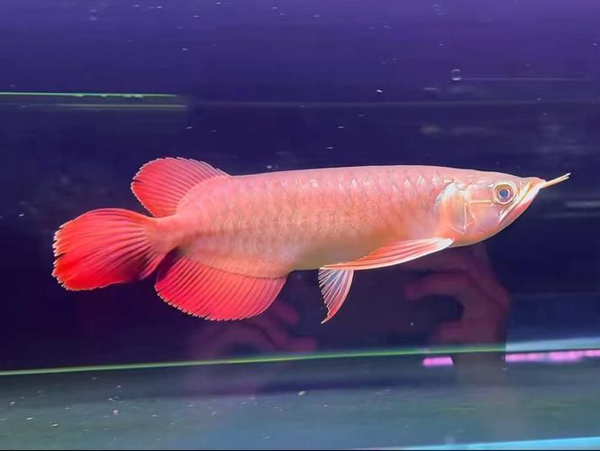 如何判斷大湖紅龍的品質，如何判斷大湖紅龍品質