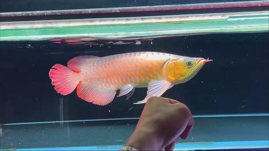 如何判斷大湖紅龍的品質，如何判斷大湖紅龍品質