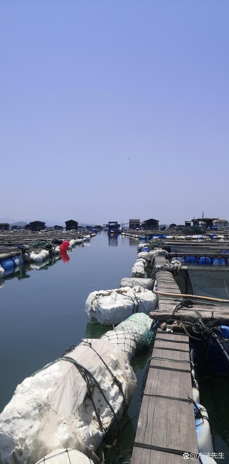 肥東龍魚養(yǎng)殖有哪些成功案例，肥東縣龍魚養(yǎng)殖業(yè)成功案例集中體現(xiàn)“肥東龍魚養(yǎng)殖”成功案例