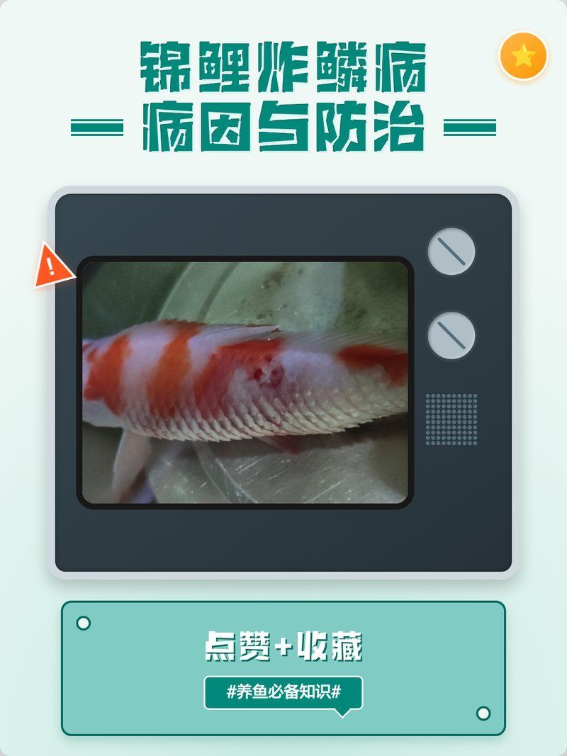 如何預(yù)防錦鯉炸鱗病