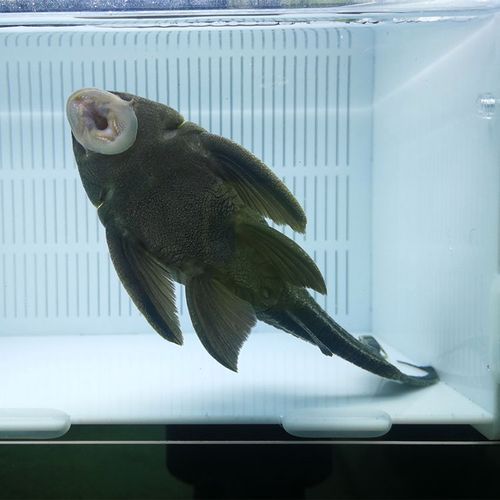 南美異型魚有哪些品種，南美異型魚有哪些品種南美異型魚有哪些品種