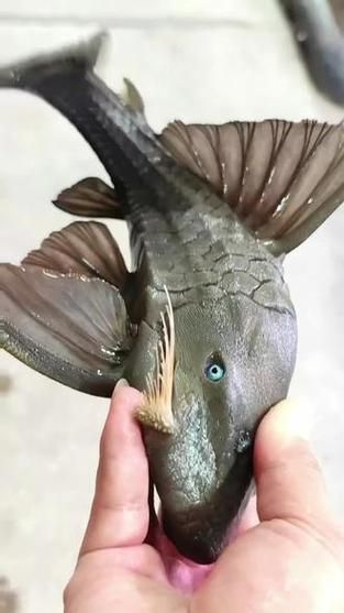 南美異型魚有哪些品種，南美異型魚有哪些品種南美異型魚有哪些品種