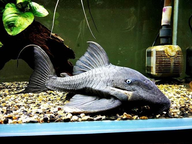 南美異型魚有哪些品種，南美異型魚有哪些品種南美異型魚有哪些品種