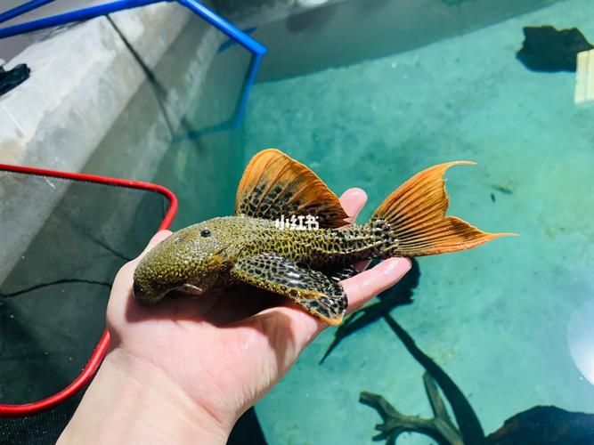 南美異型魚有哪些品種，南美異型魚有哪些品種南美異型魚有哪些品種