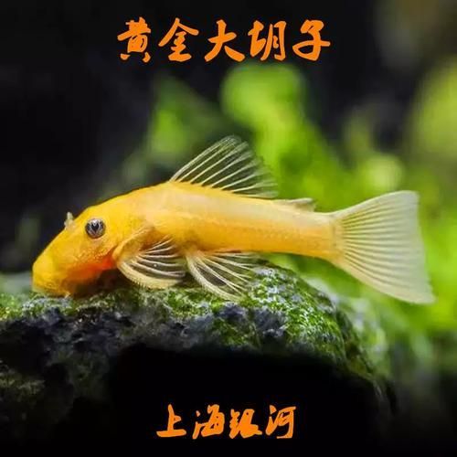 南美異型魚有哪些品種，南美異型魚有哪些品種南美異型魚有哪些品種