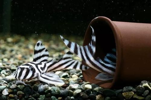 南美異型魚有哪些品種，南美異型魚有哪些品種南美異型魚有哪些品種