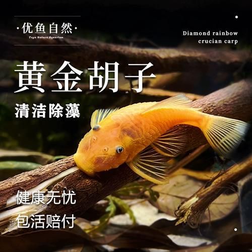 南美異型魚有哪些品種，南美異型魚有哪些品種南美異型魚有哪些品種