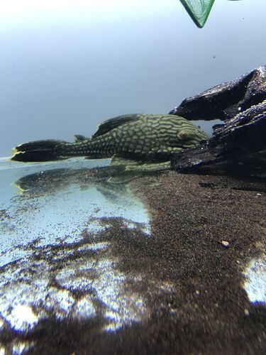 南美異型魚有哪些品種，南美異型魚有哪些品種南美異型魚有哪些品種
