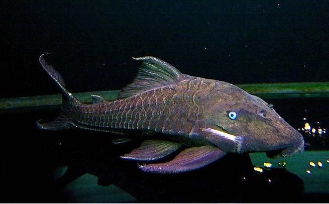 南美異型魚有哪些品種，南美異型魚有哪些品種南美異型魚有哪些品種