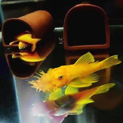 南美異型魚有哪些品種，南美異型魚有哪些品種南美異型魚有哪些品種