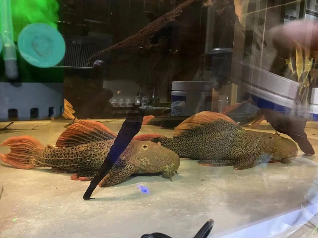 南美異型魚有哪些品種，南美異型魚有哪些品種南美異型魚有哪些品種