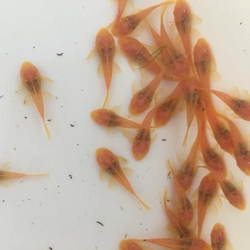 南美異型魚有哪些品種，南美異型魚有哪些品種南美異型魚有哪些品種