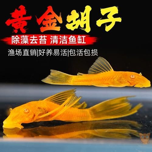 南美異型魚有哪些品種，南美異型魚有哪些品種南美異型魚有哪些品種