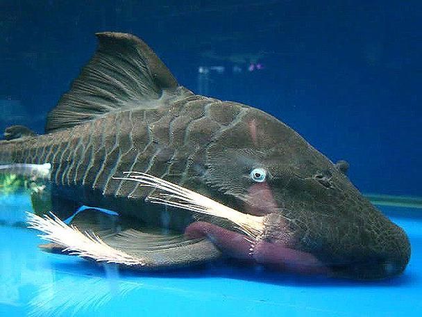 南美異型魚有哪些品種，南美異型魚有哪些品種南美異型魚有哪些品種