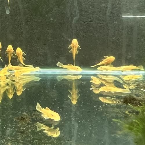 南美異型魚有哪些品種，南美異型魚有哪些品種南美異型魚有哪些品種