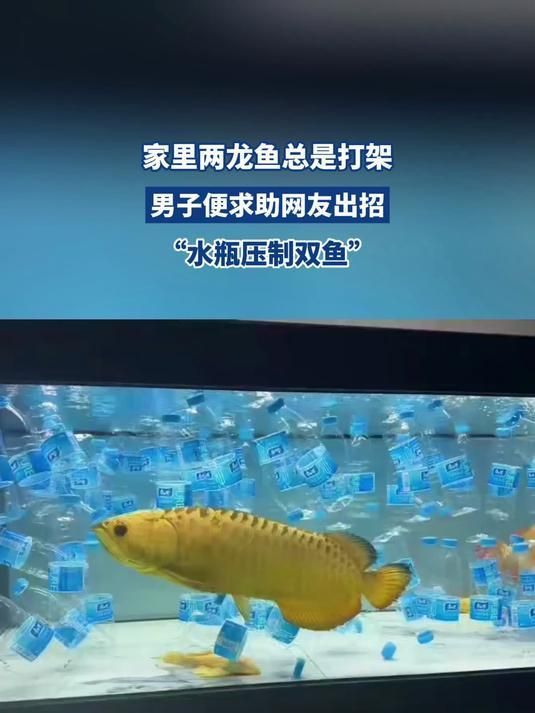 如何預(yù)防龍魚再次打架受傷，如何預(yù)防龍魚之間的沖突
