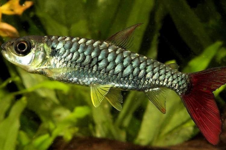 紅尾平克魚，關于紅尾平克魚的介紹
