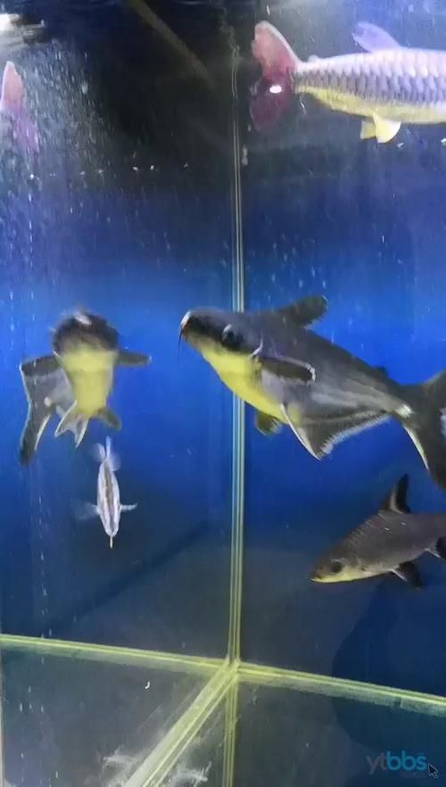 紅尾平克魚，關于紅尾平克魚的介紹