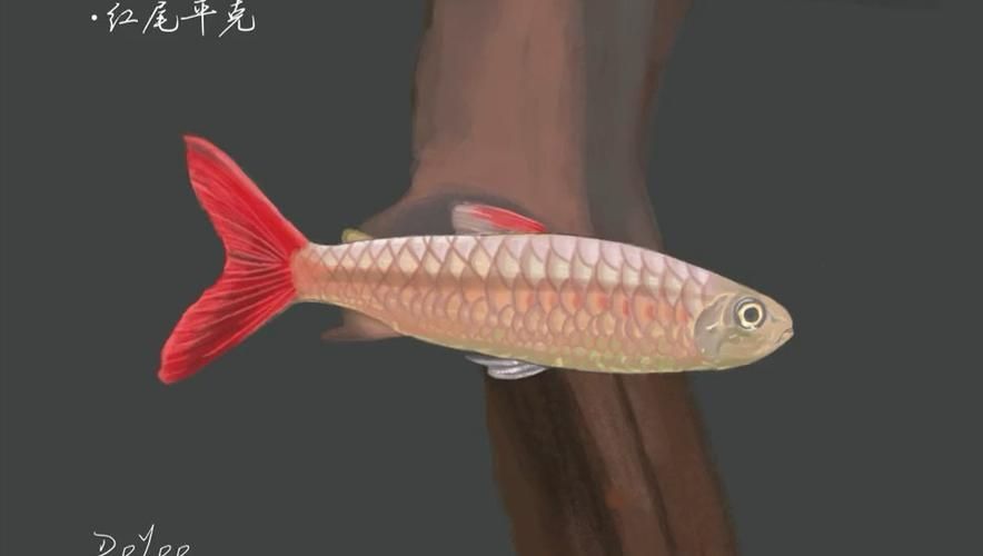 紅尾平克魚，關于紅尾平克魚的介紹