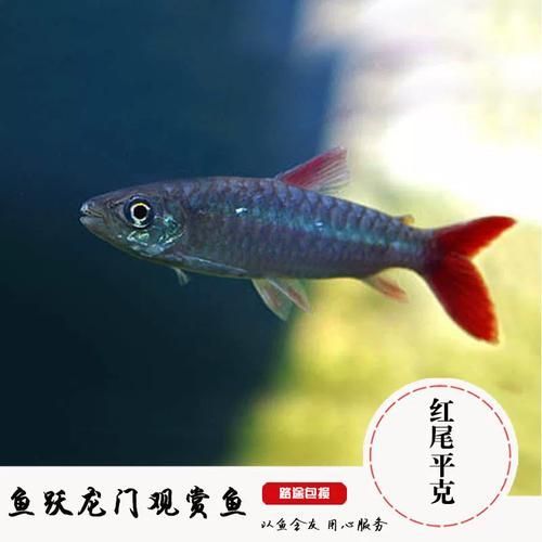 紅尾平克魚，關于紅尾平克魚的介紹