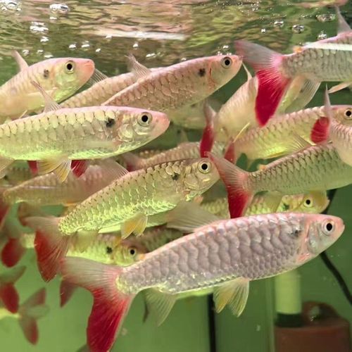 紅尾平克魚，關于紅尾平克魚的介紹