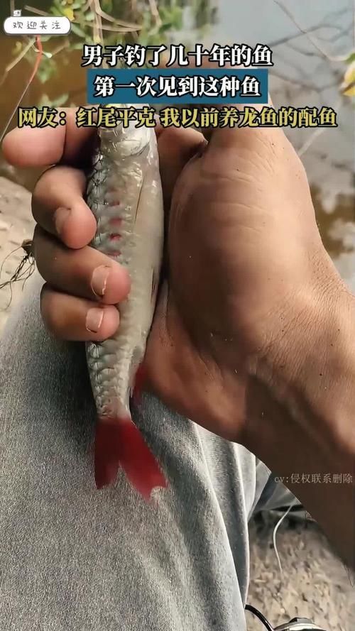 紅尾平克魚，關于紅尾平克魚的介紹