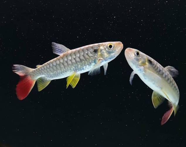 紅尾平克魚，關于紅尾平克魚的介紹