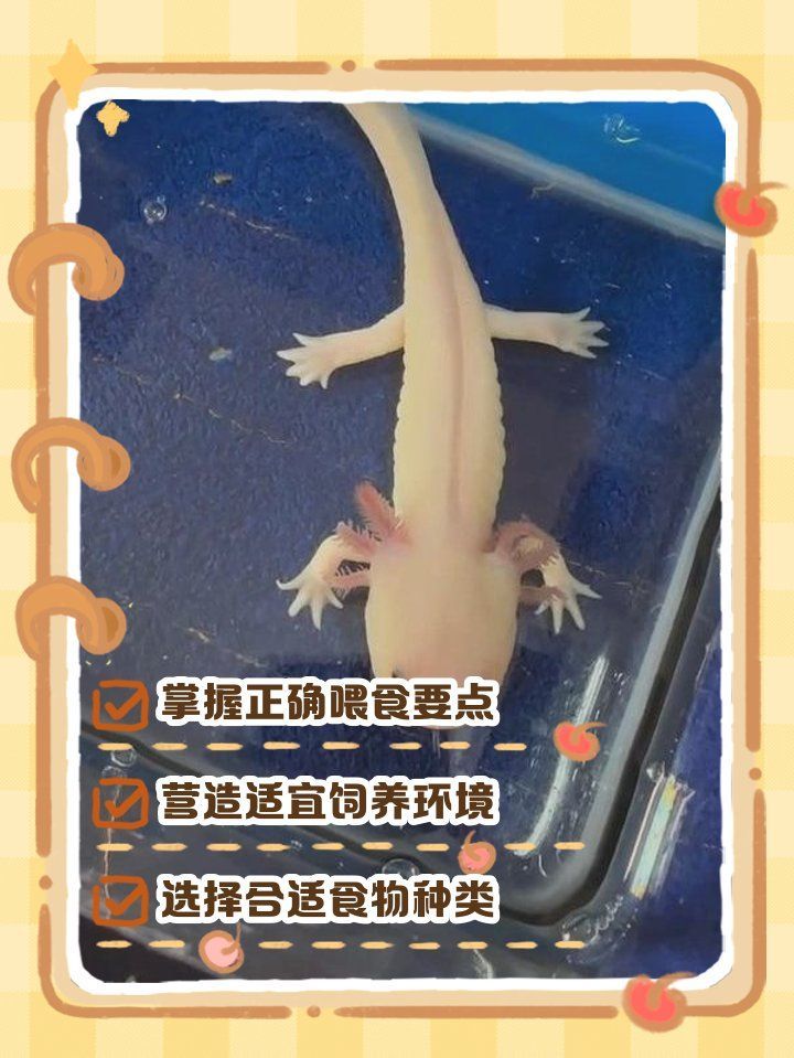 六角龍魚多久喂一次，六角龍魚多久喂一次，六角龍魚喂食周期表