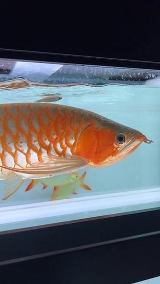 推薦幾款適合紅龍魚苗的魚缸，幾款適合紅龍魚苗的魚缸推薦