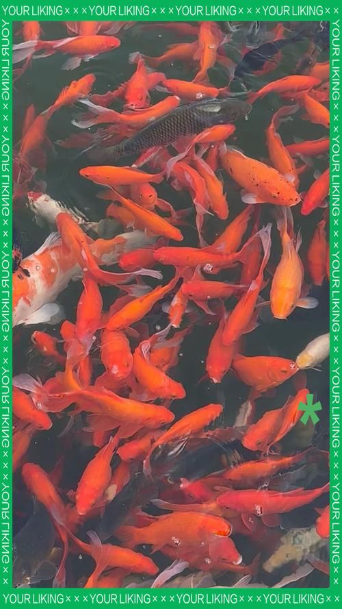 有沒有更多觀賞魚高清視頻，觀賞魚高清視頻拍攝技巧